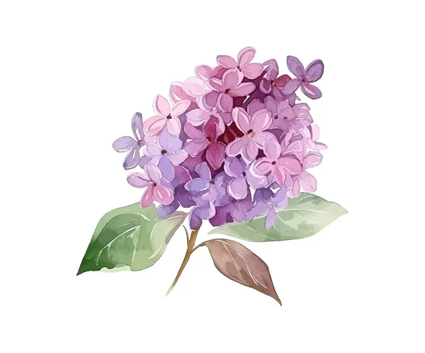 Fleur Lilas Aquarelle Illustration Vectorielle Desing — Image vectorielle