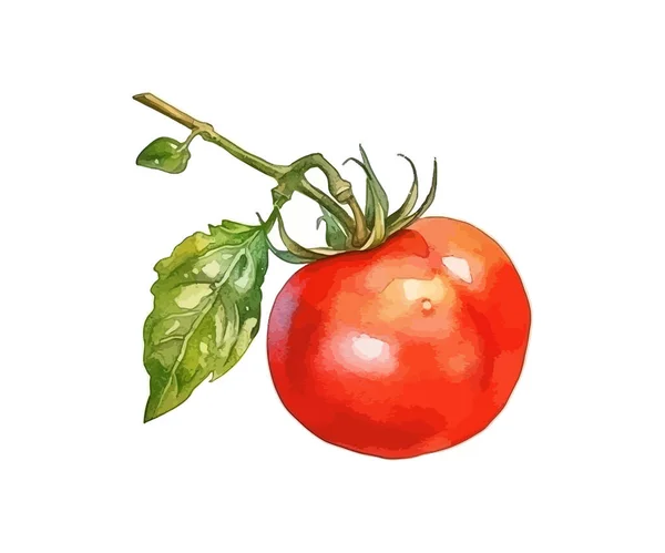 Acuarela Verduras Tomate Diseño Ilustración Vectorial — Archivo Imágenes Vectoriales