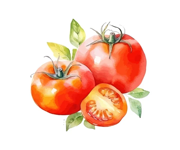 Tomat Sayuran Berwarna Air Desain Ilustrasi Vektor - Stok Vektor