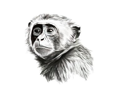 Capuchin maymun portresi çizimi. Vektör illüstrasyon tasarımı.