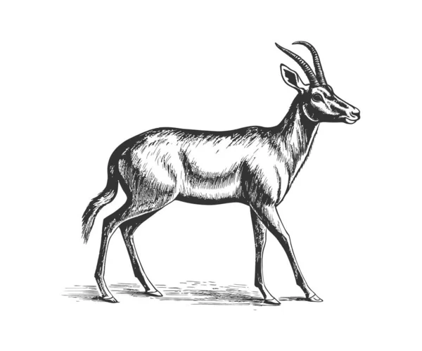 Antelope Standing Sketch Vector Illustration Design — Stock Vector