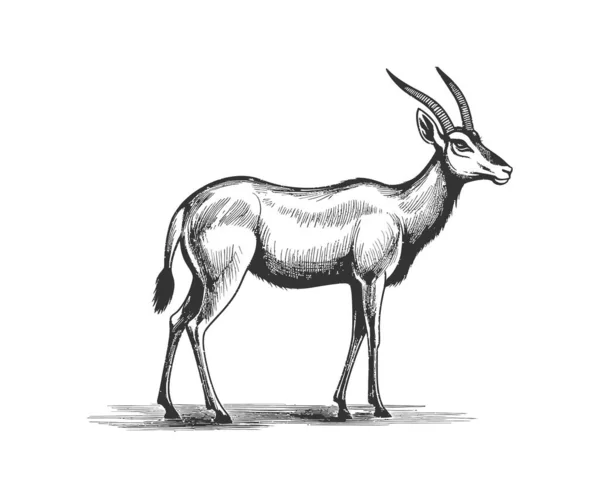 Antelope 스케치 일러스트 디자인 — 스톡 벡터