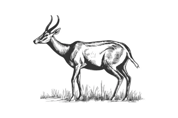 Antelope Στέκεται Σκίτσο Σχεδιασμός Εικονογράφησης Διανύσματος — Διανυσματικό Αρχείο