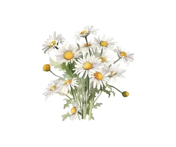 Μπουκέτο Λουλούδια Χαμομηλιού Σχεδιασμός Εικονογράφησης Διανύσματος — Διανυσματικό Αρχείο