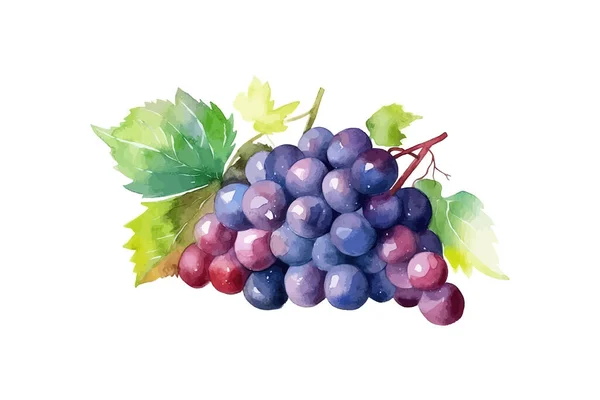 Bunch Grapes Hand Drawn Color Watercolor Vector Illustration Design — Stock Vector