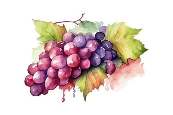 手描きのブドウのバンチ カラー水彩 ベクトルイラストデザイン — ストックベクタ