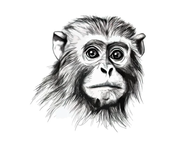 Kapucynka Portret Małpy Ręcznie Rysowane Szkic Projekt Ilustracji Wektorowej — Wektor stockowy