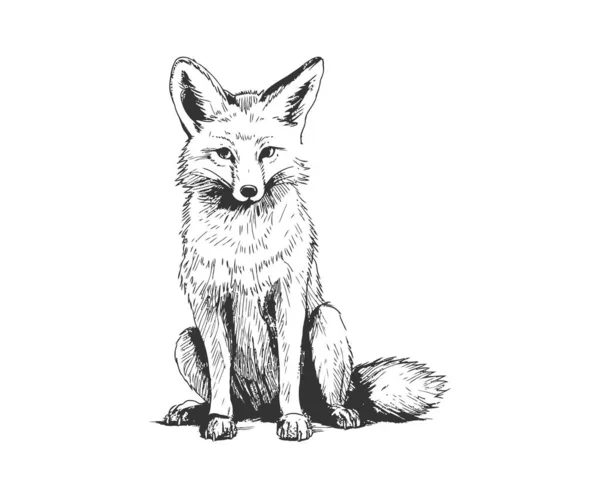 Bonito Dibujo Dibujado Mano Sentada Fox Diseño Ilustración Vectorial — Archivo Imágenes Vectoriales
