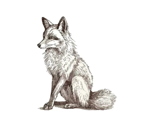 Cute Fox Sitting Hand Drawn Sketch Vector Illustration Design — Stock Vector