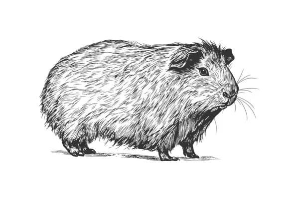 Эскиз Морских Свинок Векторная Иллюстрация — стоковый вектор