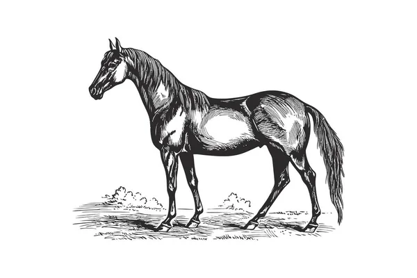 Стиль Рисования Деревянного Эскиза Лошадью Векторная Иллюстрация — стоковый вектор