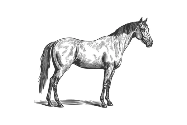 馬のスタンディング手描きのスケッチウッドカットスタイル ベクトルイラストデザイン — ストックベクタ