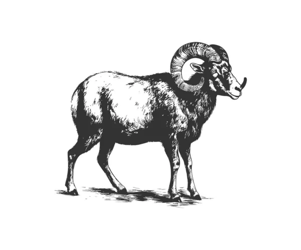 Ram Animal Croquis Réaliste Dessiné Main Illustration Vectorielle — Image vectorielle