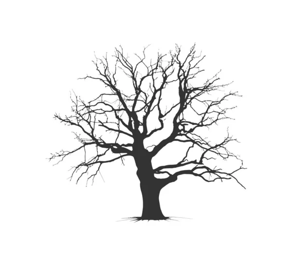 Silhouette Bonsai Δέντρο Κλαδιά Δομή Διαμόρφωση Σχεδιασμός Εικονογράφησης Διανύσματος — Διανυσματικό Αρχείο