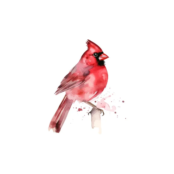 Aquarelle Cardinale Rouge Illustration Vectorielle — Image vectorielle