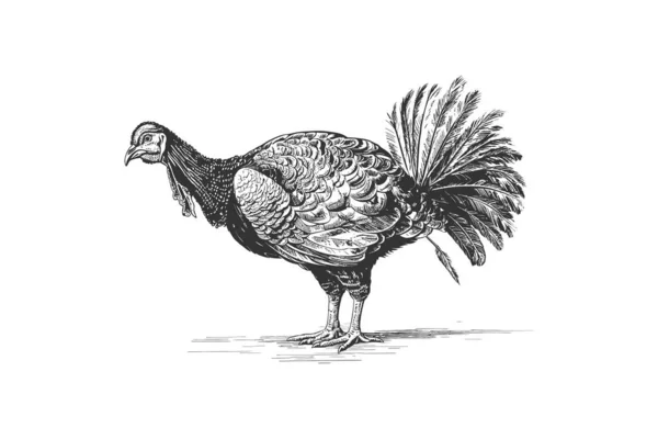 Turkey Bird Standing Side View Sketch Hand Çizimi Vektör Illüstrasyon — Stok Vektör