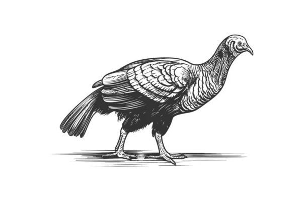 Turkey Bird Standing Side View Sketch Hand Drawn Vector Illustration — Stock Vector