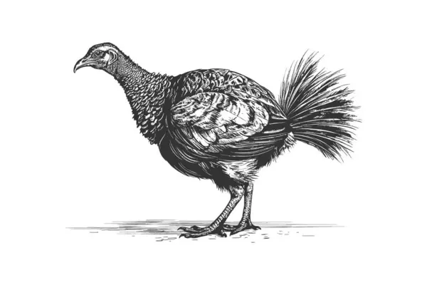 Turkey Bird Standing Side View Sketch Hand Çizimi Vektör Illüstrasyon — Stok Vektör