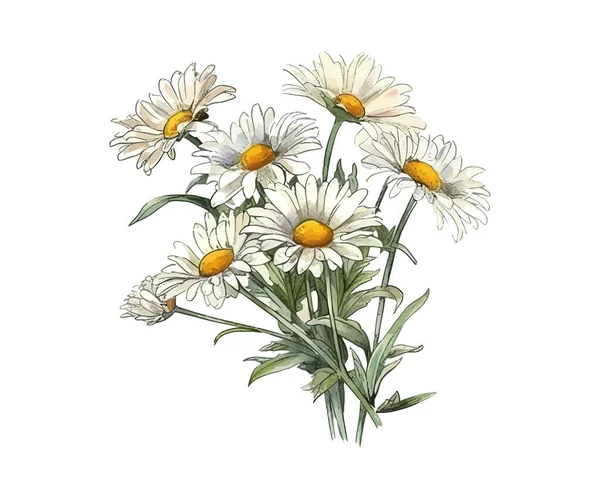 Bouquet Fleurs Marguerite Camomille Illustration Vectorielle — Image vectorielle