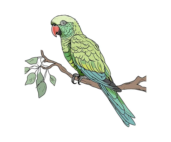 Ένα Σκίτσο Παπαγάλου Ένα Χρωματιστό Κλαδί Σχεδιασμός Εικονογράφησης Διανύσματος — Διανυσματικό Αρχείο