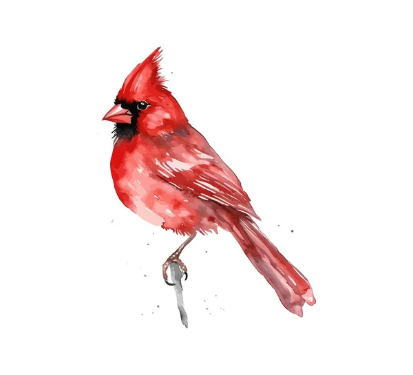 Acquerello Rosso Cardinale Uccello Progettazione Illustrazione Vettoriale — Vettoriale Stock