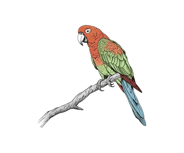 色彩斑斓的鹦鹉画在树枝上 矢量图解设计 — 图库矢量图片