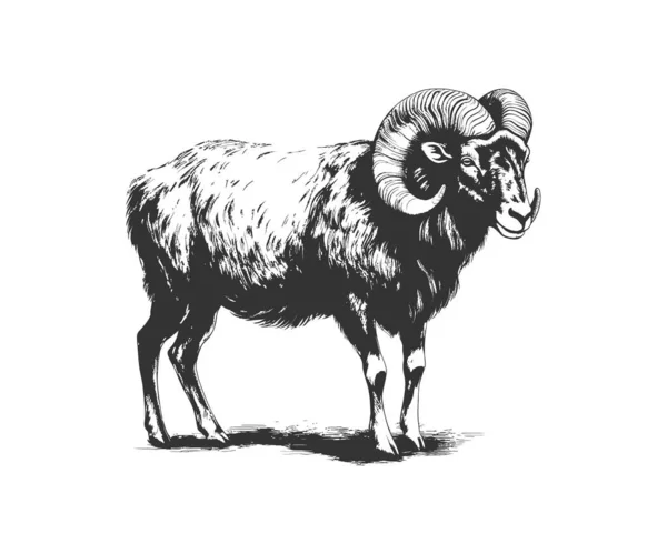 Ram Animal Realista Mão Desenhada Esboço Desenho Ilustração Vetorial —  Vetores de Stock