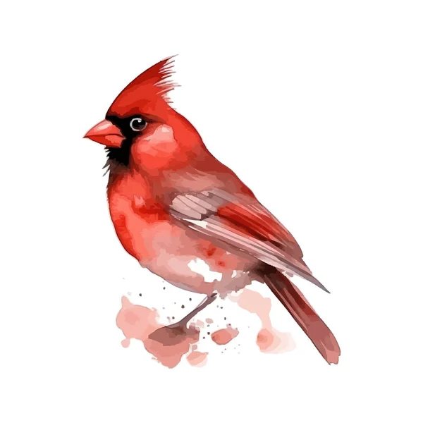 Pássaro Cardeal Vermelho Aquarela Desenho Ilustração Vetorial — Vetor de Stock