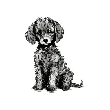 Küçük sevimli kaniş köpeği el çizimi çizimi. Vektör illüstrasyon tasarımı.