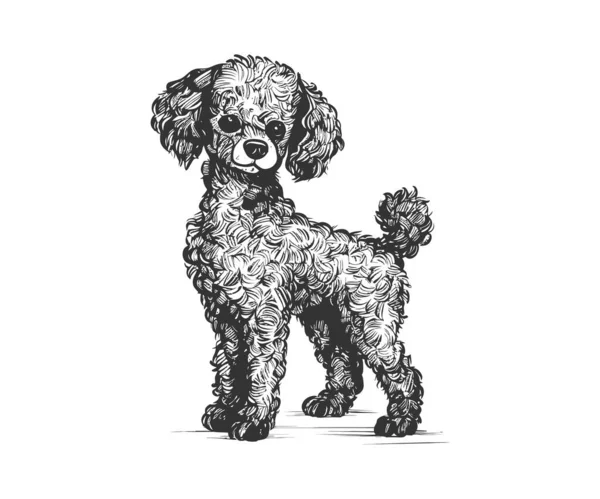 Pequeno Brinquedo Bonito Cão Poodle Esboço Desenhado Mão Desenho Ilustração — Vetor de Stock