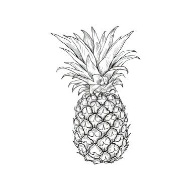 Ananas meyveli çizim el çizimi. Vektör illüstrasyon tasarımı.