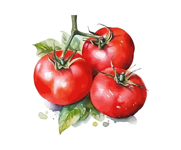Tomates Aquáticos Desenho Ilustração Vetorial — Vetor de Stock