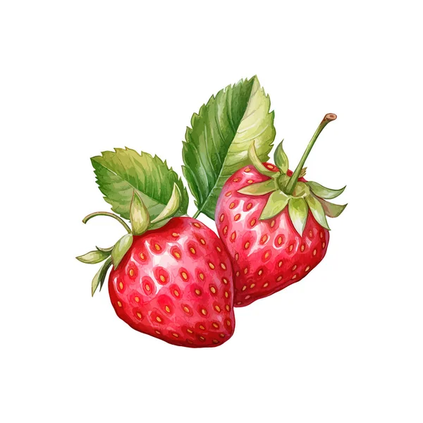 Hand Drawn Watercolor Painting Strawberry Vector Illustration Design — Stock Vector