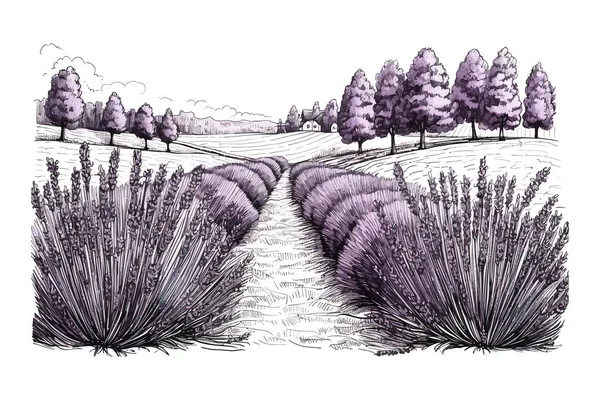 Lavendelveld Schets Hand Getekend Ontwerp Van Vectorillustraties — Stockvector
