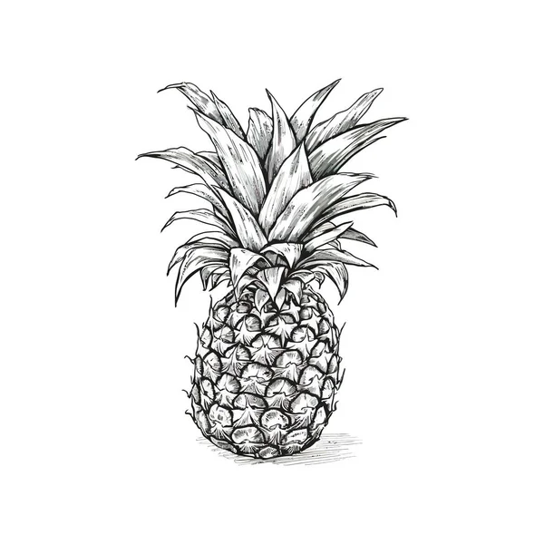 Pineapple Fruit Sketch Hand Drawn Vector Illustration Design — Stock Vector