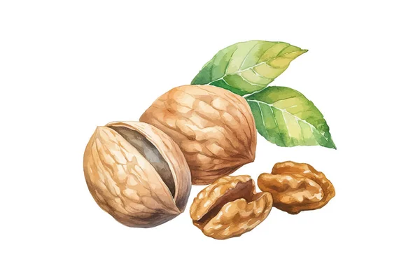 Alnuts Desenho Por Aquarela Desenhada Mão Desenho Ilustração Vetorial —  Vetores de Stock