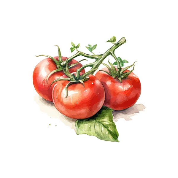 Akwarelowe Pomidory Projekt Ilustracji Wektorowej — Wektor stockowy
