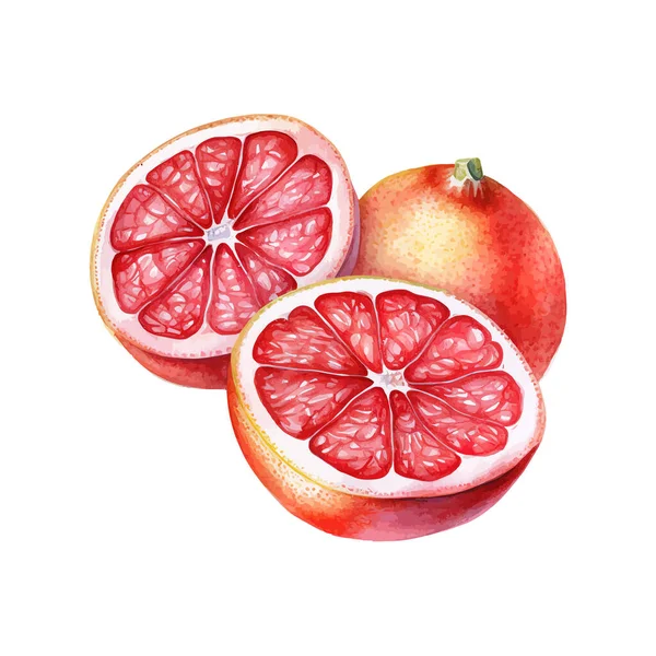Watercolor Hand Drawn Pink Grapefruits Vector Illustration Design — Stock Vector