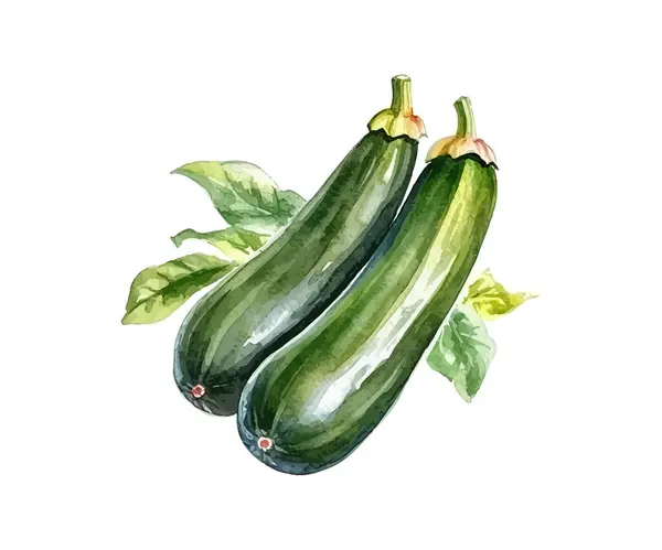 Det Zucchini Handritad Akvarell Vektor Illustration Design — Stock vektor