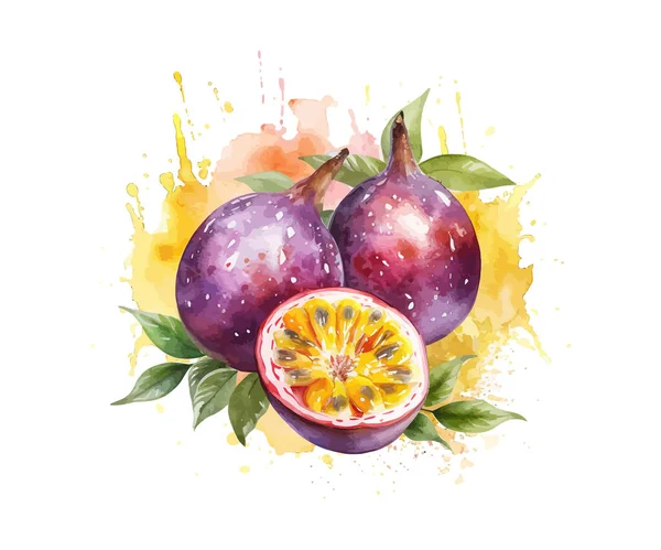 Aquarelle Dessinée Main Peinture Fruit Passion Illustration Vectorielle — Image vectorielle