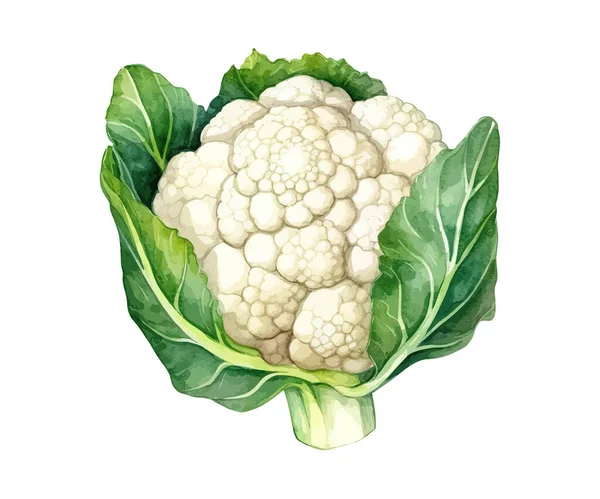 Cauliflower Hand Drawn Watercolor Painting Vector Illustration Design — Stock Vector