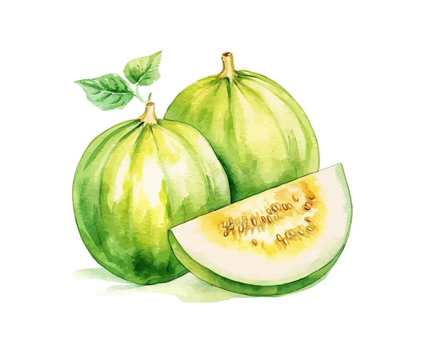 Melon Akvarell Vektor Illustration Design — Stock vektor