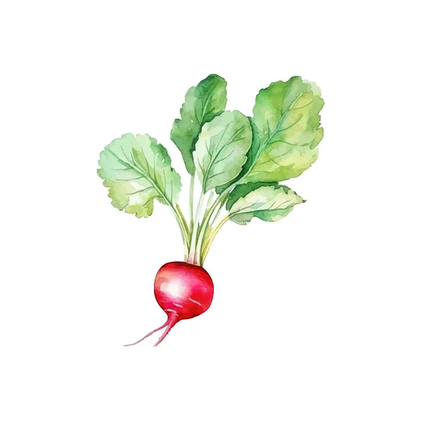 Radish Leaf Hand Drawn Watercolor Vector Illustration Design — Stock Vector