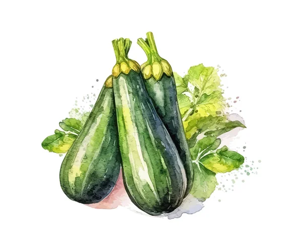 Zucchini Hand Drawn Watercolor Vector Illustration Design — Stock Vector