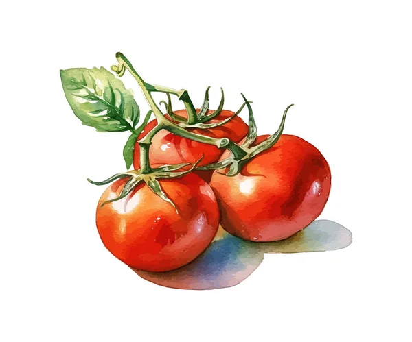 水彩画西红柿矢量图解设计 — 图库矢量图片