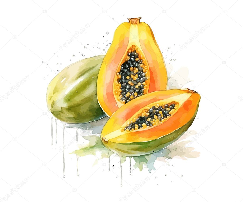 Watercolor papaya. Vector illustration design.