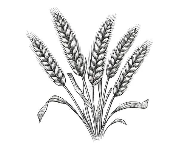Buğday Kulakları Karalama Tarzında Çizilmiş Vektör Illüstrasyon Tasarımı — Stok Vektör