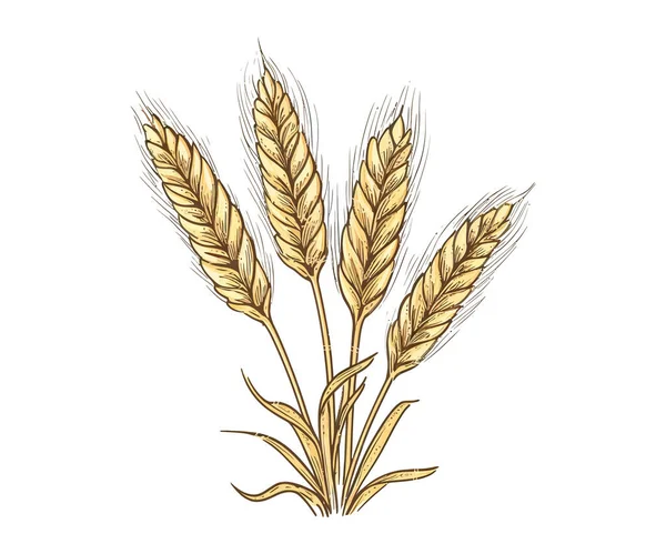 Wheat Ears Sketch Hand Drawn Doodle Style Vector Illustration Design — Stock Vector