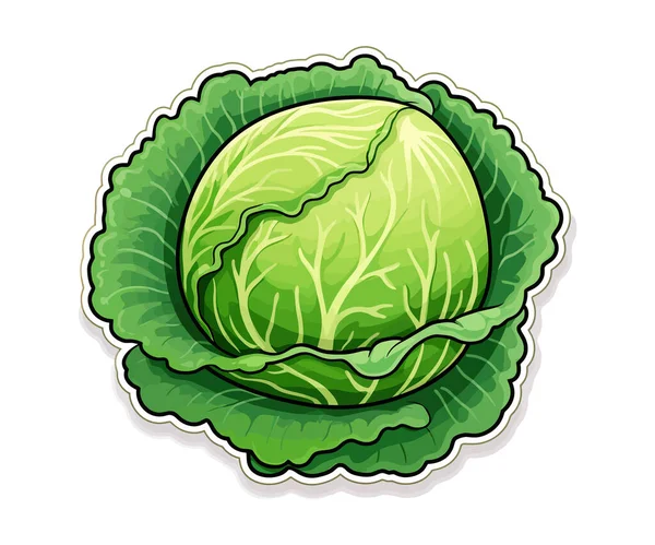 Cabbage Vector Illustration Design — Stock Vector