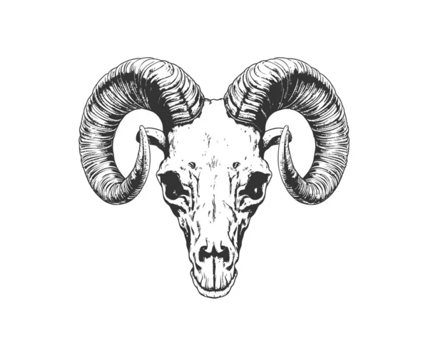 Sketch Ram Skull Boho Hipster Dibujados Mano Diseño Ilustración Vectorial — Vector de stock